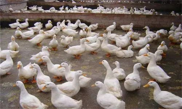 產蛋鴨產蛋早期、中期與后期飼養管理