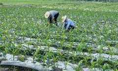 什么叫復種 復種的作用、類型、必要條件與方式
