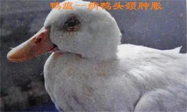 鴨瘟的癥狀表現