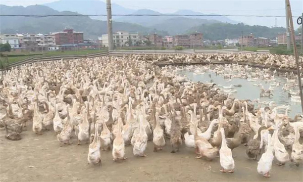 養鴨場的選址問題