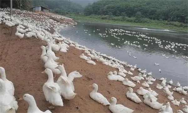 發病規律