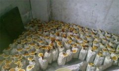 什么是靈芝瓶栽法？瓶栽靈芝怎樣進行管理？