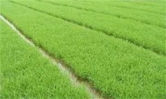 優質稻對播種和育秧的要求 其生長發育有何特點