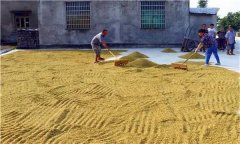 水稻種植前為什么要曬種、選種、浸種和催芽
