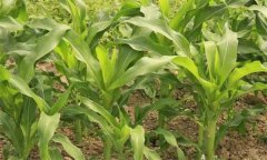 玉米田除草劑哪種最好？