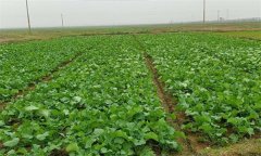 油菜春露地栽培技術要點是什么？