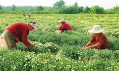 菊花的采收時間、采收方法與加工與貯藏問題