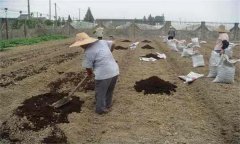 鹽堿土施肥應注意什么？鹽堿地施肥注意事項