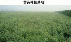 黃芪產地在哪里？黃芪生態習性簡介