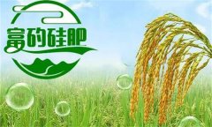 硅肥對發展優質水稻生產有哪些好處？