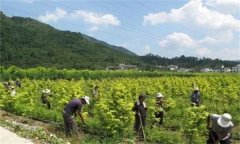 山茱萸田間管理的內容與技術要點有哪些？