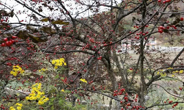 山茱萸的產地主要是哪里