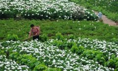 白勺田間管理方法與主要內容有哪些？