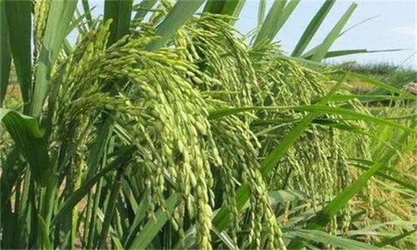 優質水稻直播對施肥管理有什么要求