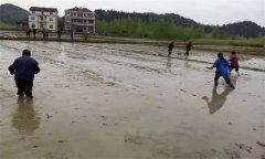 優質水稻直播對整地的要求有哪些？