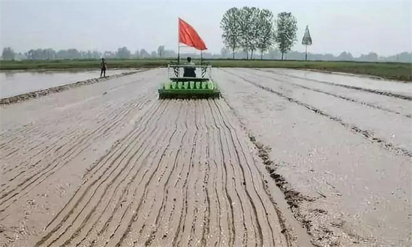 怎樣確定優質水稻直播的播種量