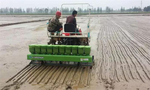 優質水稻直播技術的優點