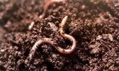 土壤生物包括哪三類？土壤生物的種類及作用
