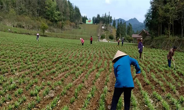 為什么說輪作換茬是耕地用養結合的重要措施