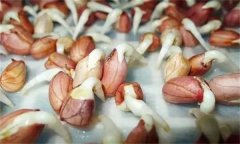 花生發芽不能吃嗎？吃花生芽有什么好處？