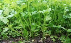 芹菜有哪些種類？芹菜真的越吃越瘦嗎？