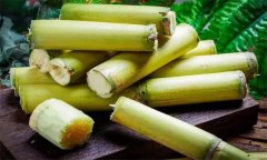如何選購、儲存甘蔗？食用甘蔗應注意事項