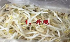 如何挑選豆芽？有根豆芽與無根豆芽有什么區別