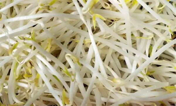 有根豆芽與無根豆芽有什么區別