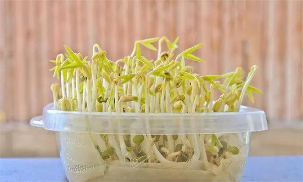 如何自已在家里發豆芽