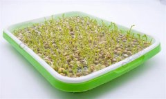 培育豌豆芽苗菜的水為什么會變綠？