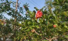 為什么石榴開花卻結不住果 或葉子變小、皺縮