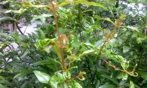 盆栽石榴葉子變小、皺縮
