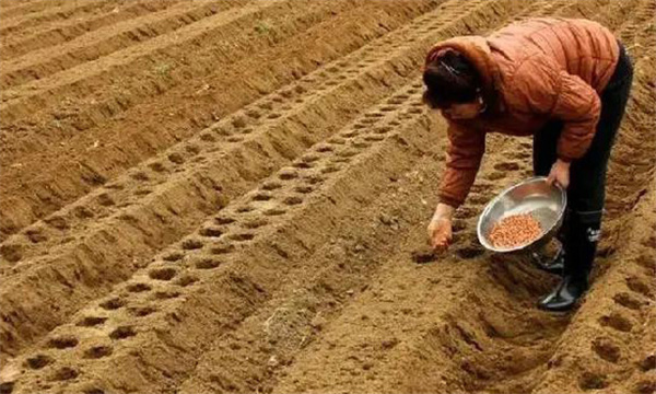 花生的播種技術