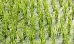 如何診斷與防治稻田的重金屬污染？