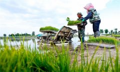 機插秧起秧、運秧、添秧的要求 怎樣防止漂秧？
