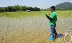 水稻出苗后怎樣管水 如何使用壯秧劑、多效唑等