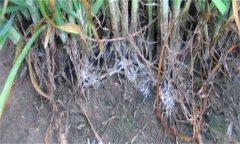 怎樣防治韭菜白絹??？