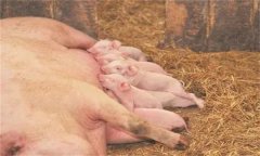 哺乳仔豬飼養管理必須把握好的幾項工作