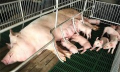 哺乳仔豬飼養管理的環境控制