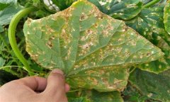 黃瓜細菌性角斑病的癥狀、發生規律與防治方法