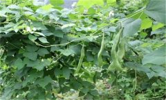 蕓豆的需肥特點 蕓豆施肥需要注意哪些問題？