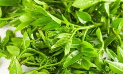 花椒芽苗菜假植生產技術要點有哪些？