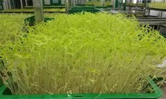 花椒芽苗菜如何進行工廠化生產？