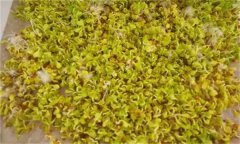 白菜芽苗菜如何進行立體無土栽培？