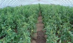 冬春茬番茄晚吊蔓有哪些好處 需注意哪些問題？