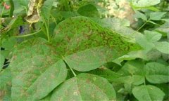 如何防治菜豆炭疽病，其病原菌是什么？