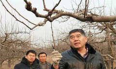 鴨梨的修剪特點是什么？