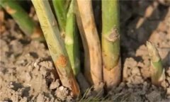 蘆筍莖枯病是什么病菌，其流行規律是什么？