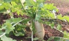 怎樣栽培冬蘿卜？冬蘿卜種植時間和方法