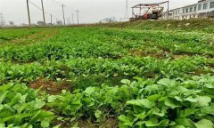 油菜日光溫室早春、秋延遲栽培技術要點有哪些